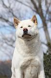 AKITA AMERICAIN 404